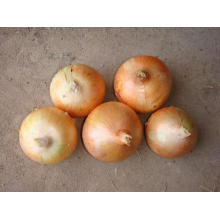 5-8cm Yellow Onion for Exporting